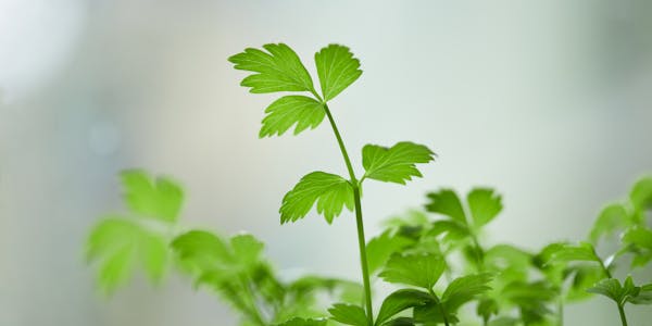 Plant-Based Glucosamine